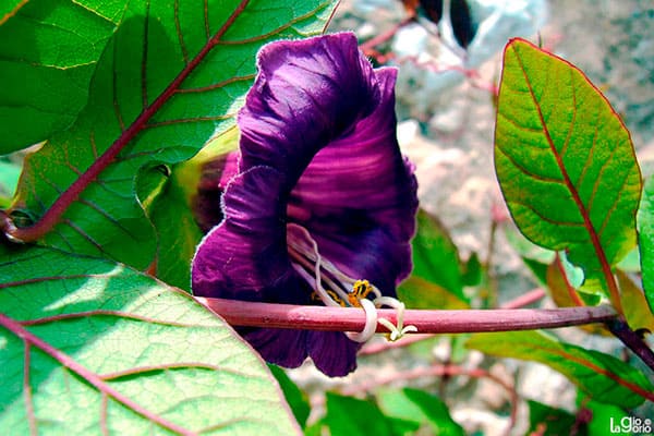 FLORA