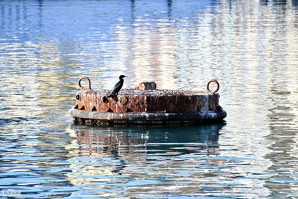 SUL MARE