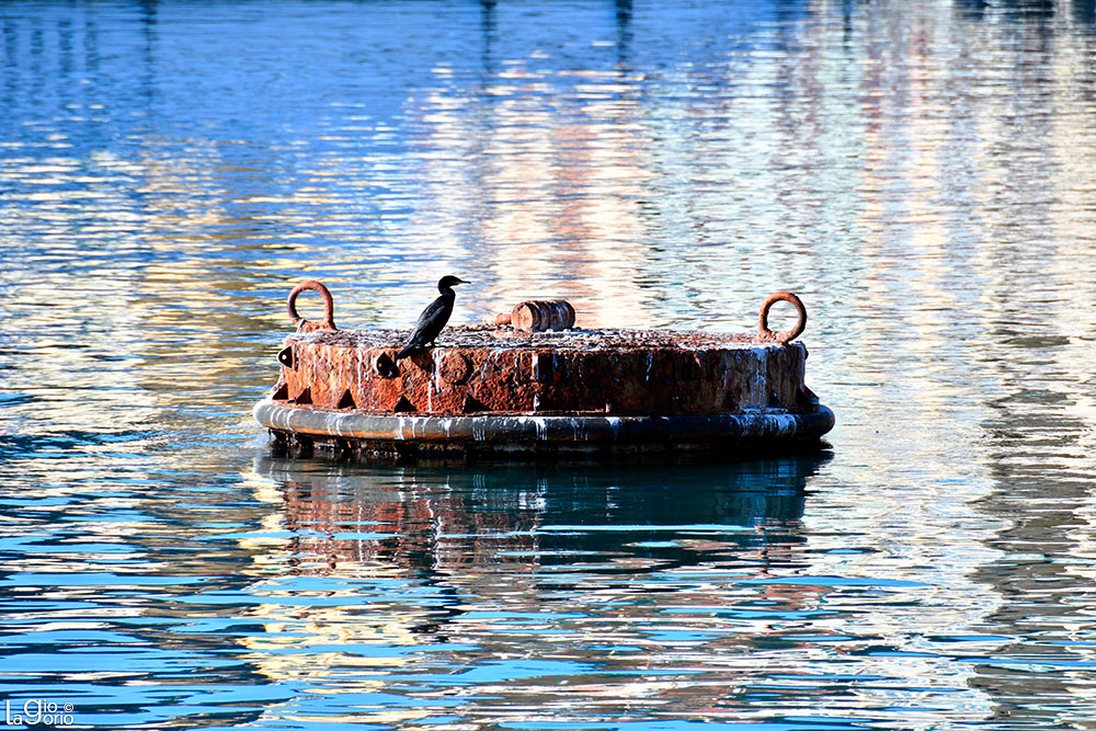 Boa e cormorano · Imperia Oneglia