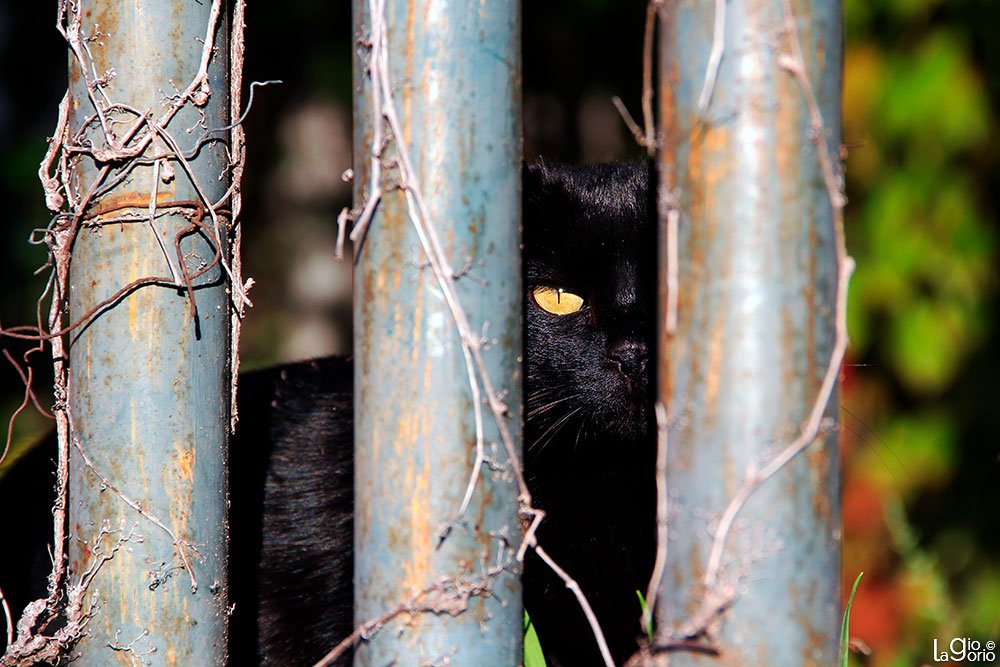 Occhio al gatto · Imperia Oneglia