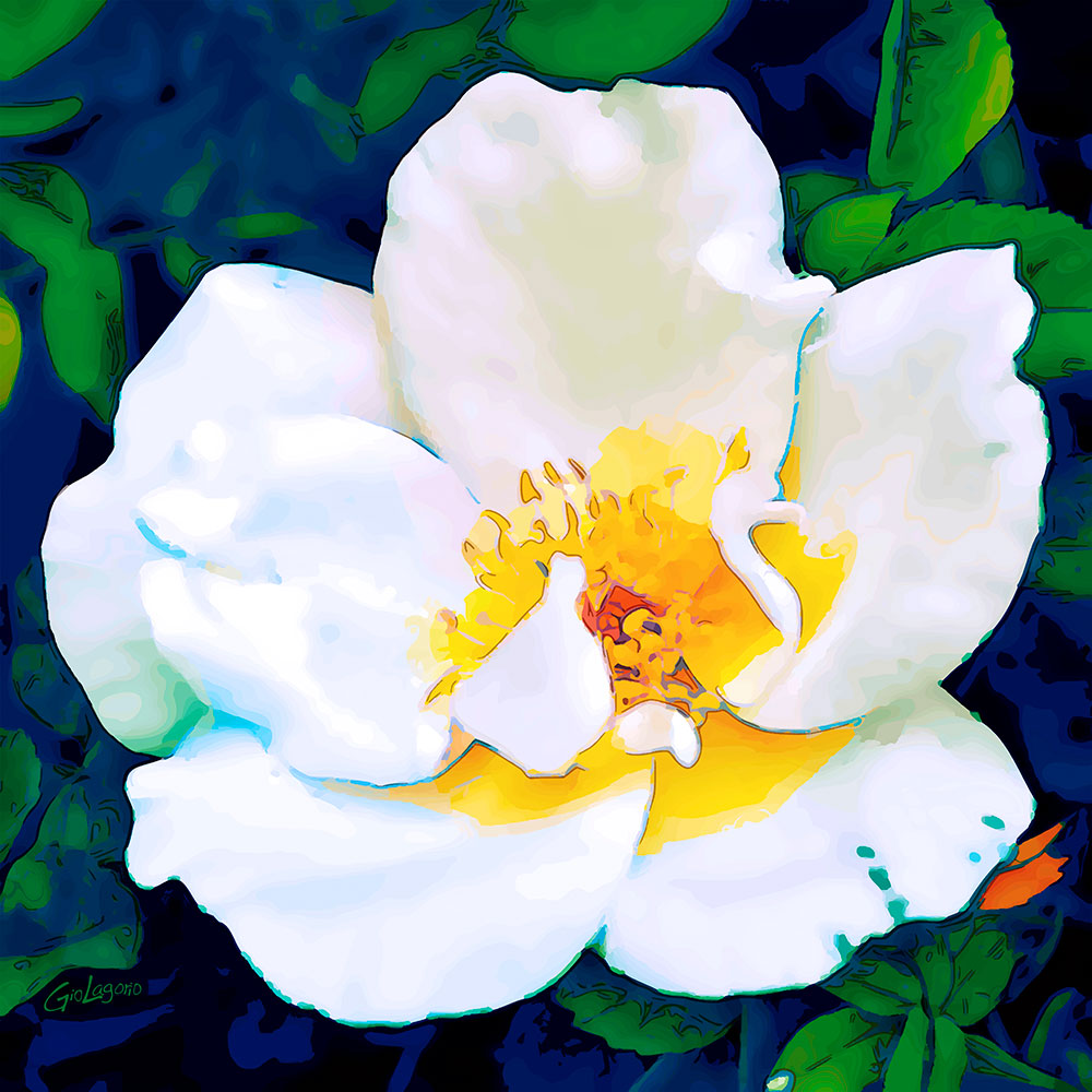 Rosa Bracteata · cm 60X60