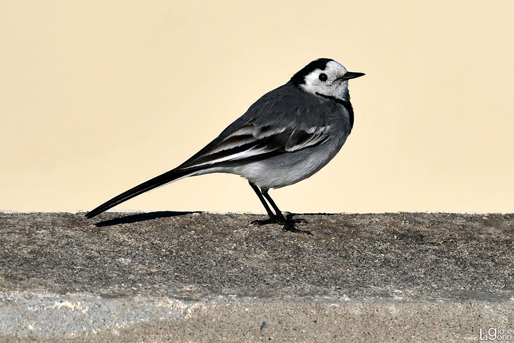 Ballerina bianca · Imperia Oneglia