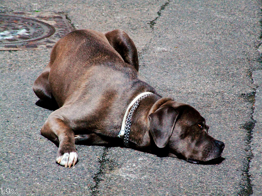 Cane corso · Grasse