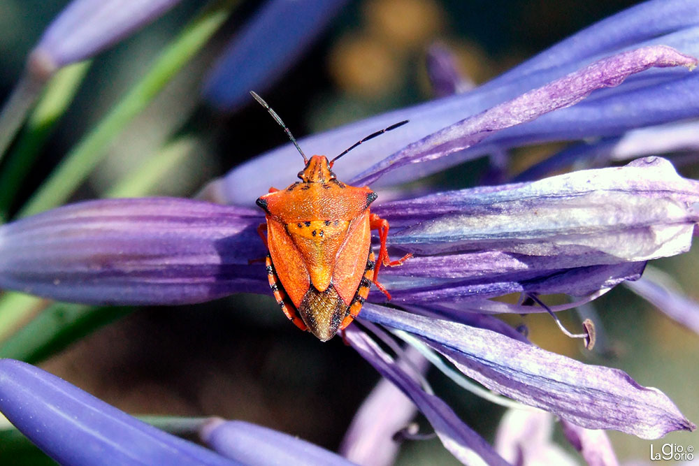 Carpocoris mediterraneus · Riva Ligure