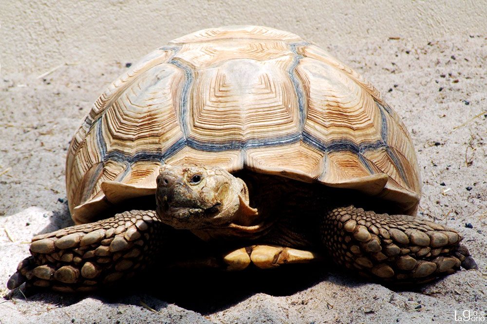 Centrochelys sulcata · Parc Phoenix · Nice