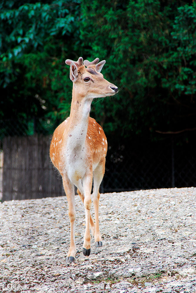 Cervus nippon pseudaxis · Ménagerie du Jardin des Plantes · Paris