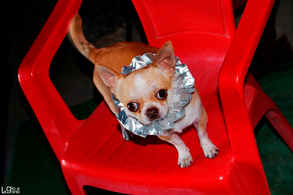 Chihuahua · Milano