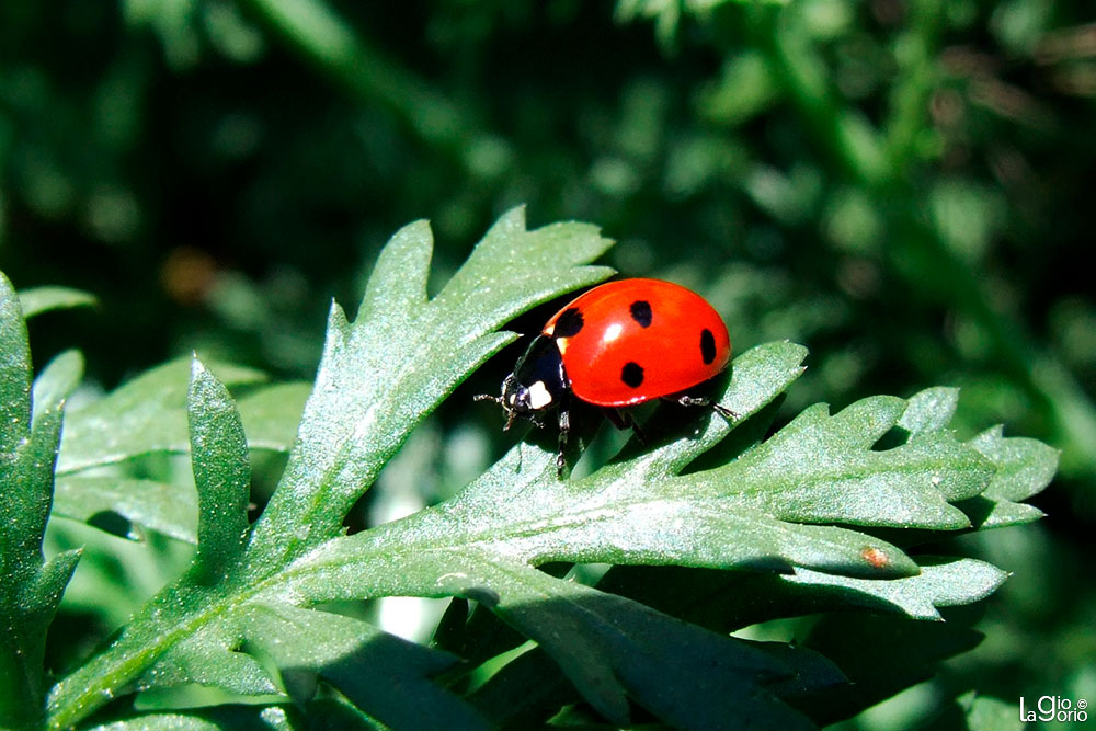 Coccinella septempunctata · Imperia Oneglia