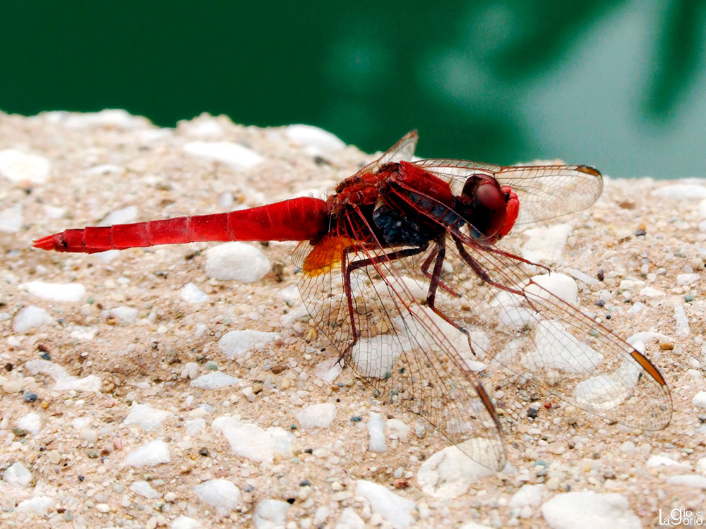 Crocothemis servilia · Imperia Oneglia