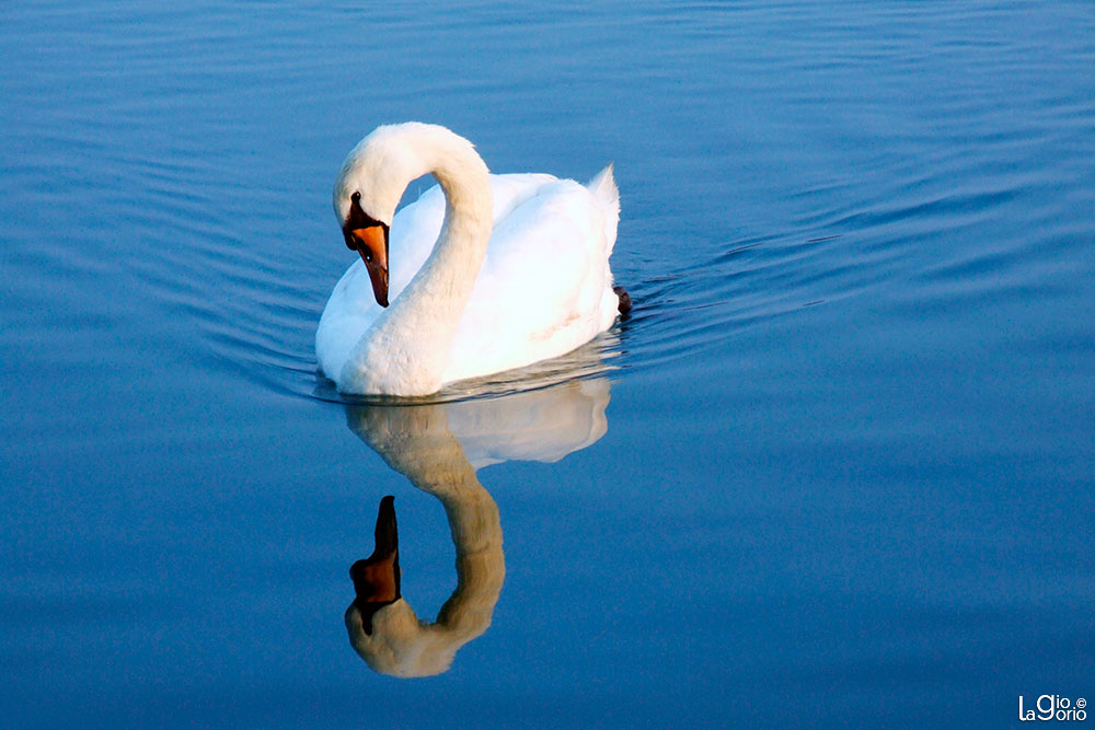 Cygnus olor · Albenga