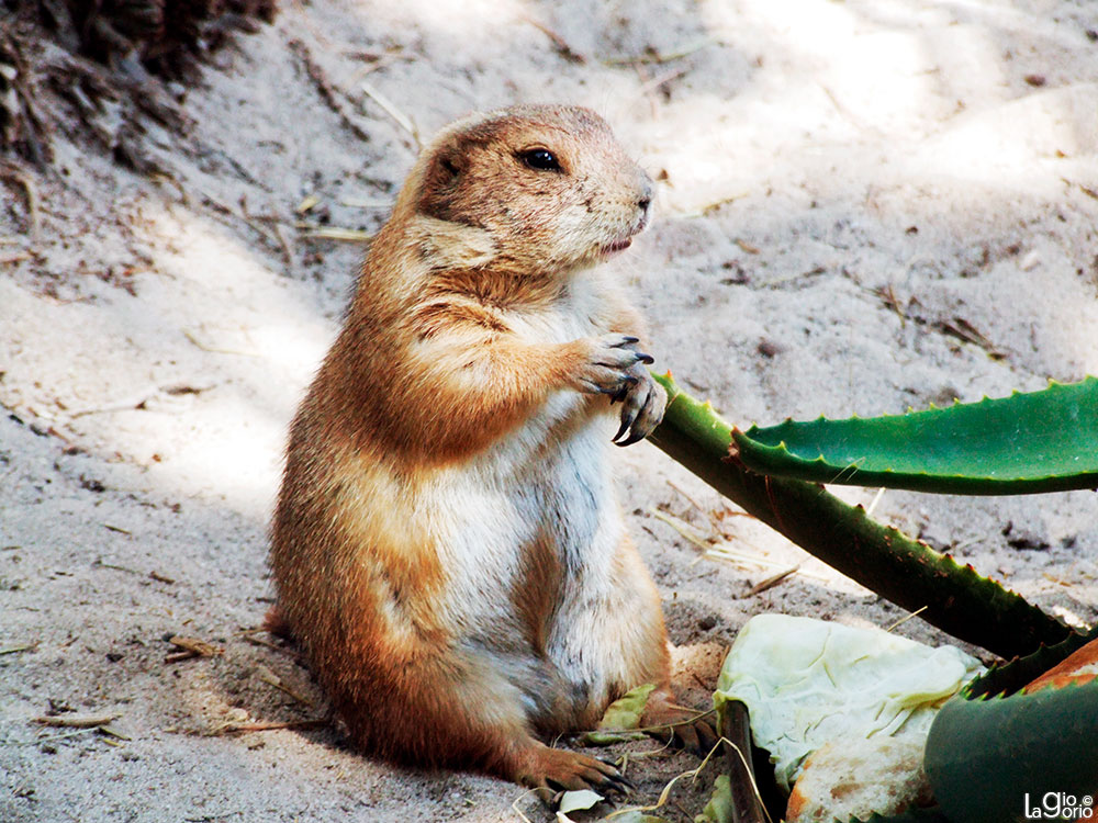 Cynomys ludovicianus · Parc Phoenix · Nice