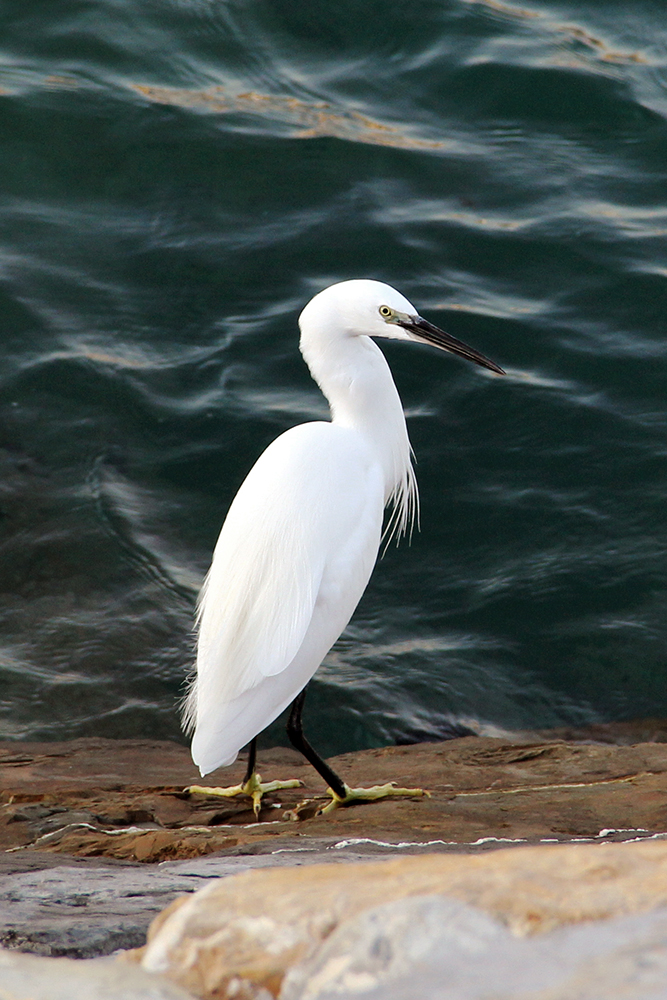 Egretta eulophotes · Imperia Oneglia