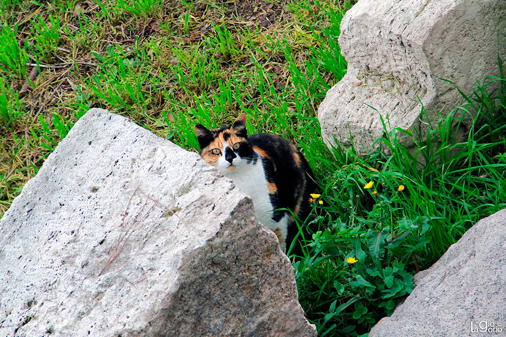 Gatto Calico · Fori Imperiali · Roma