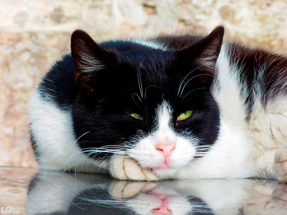 Gatto di strada · Porto Maurizio