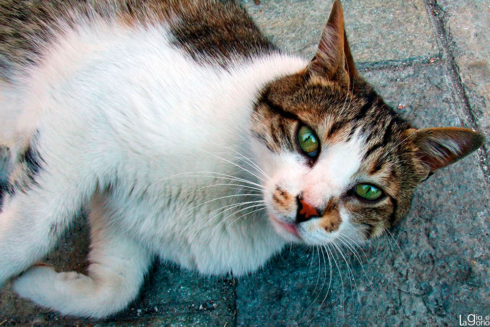 Gatto egeo · Savona