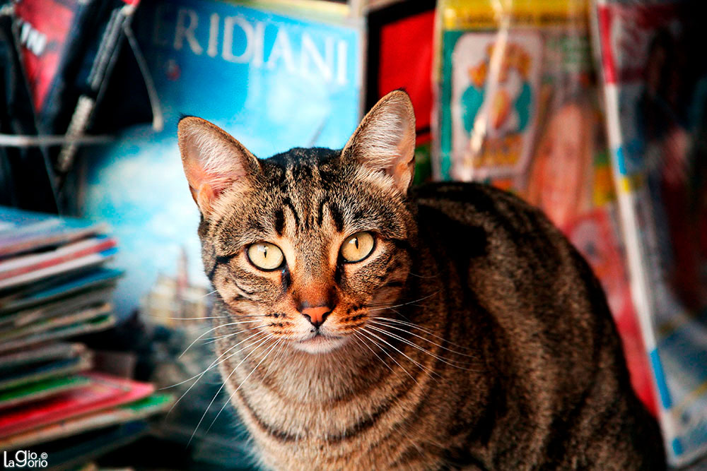 Gatto soriano 'Tabby' · Imperia Oneglia