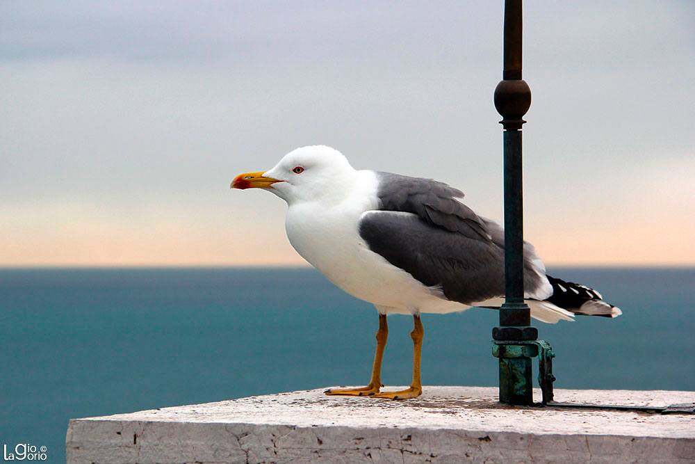 Larius argentatus · Monte Carlo