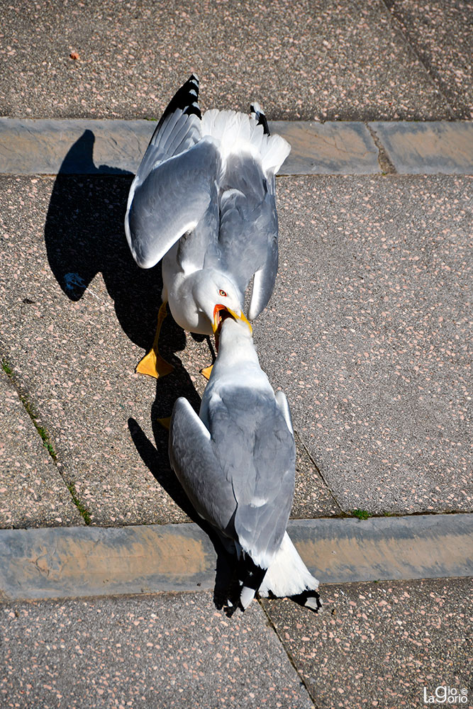 Larus argentatus · Savona
