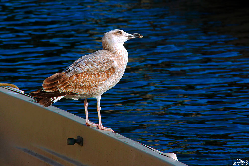 Larus cachinnans · Portofino