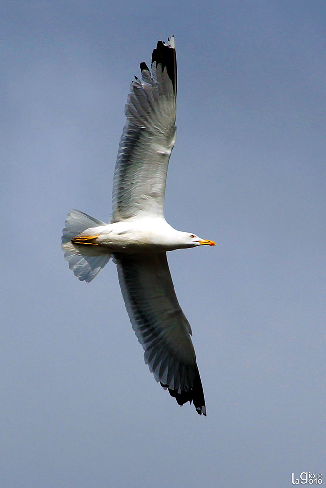 Larus fuscus · Imperia Oneglia