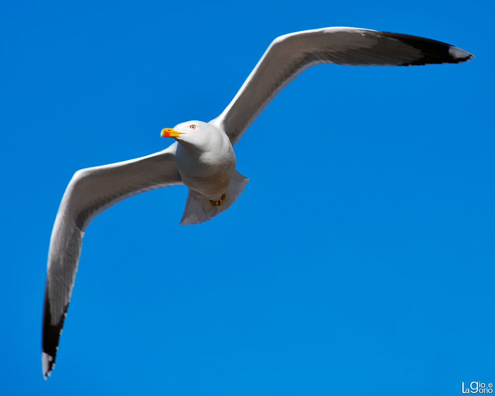 Larus occidentalis · Bergeggi