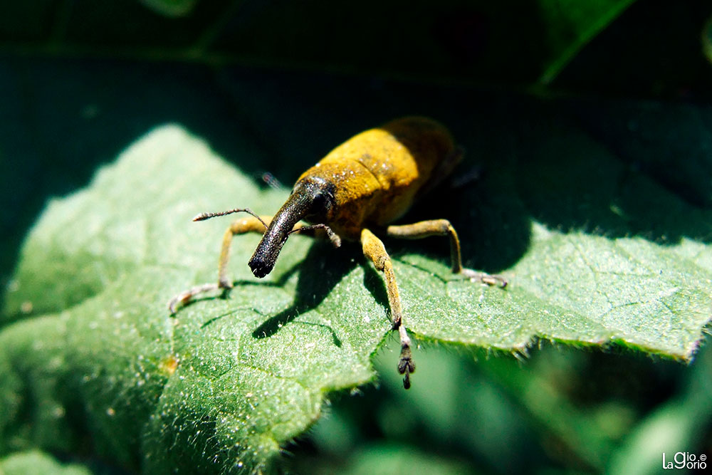 Lixus pulverulentus · Imperia Oneglia