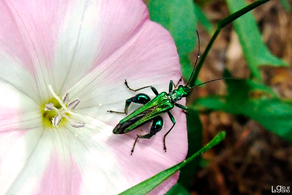 Oedemera nobilis · Imperia Onrglia