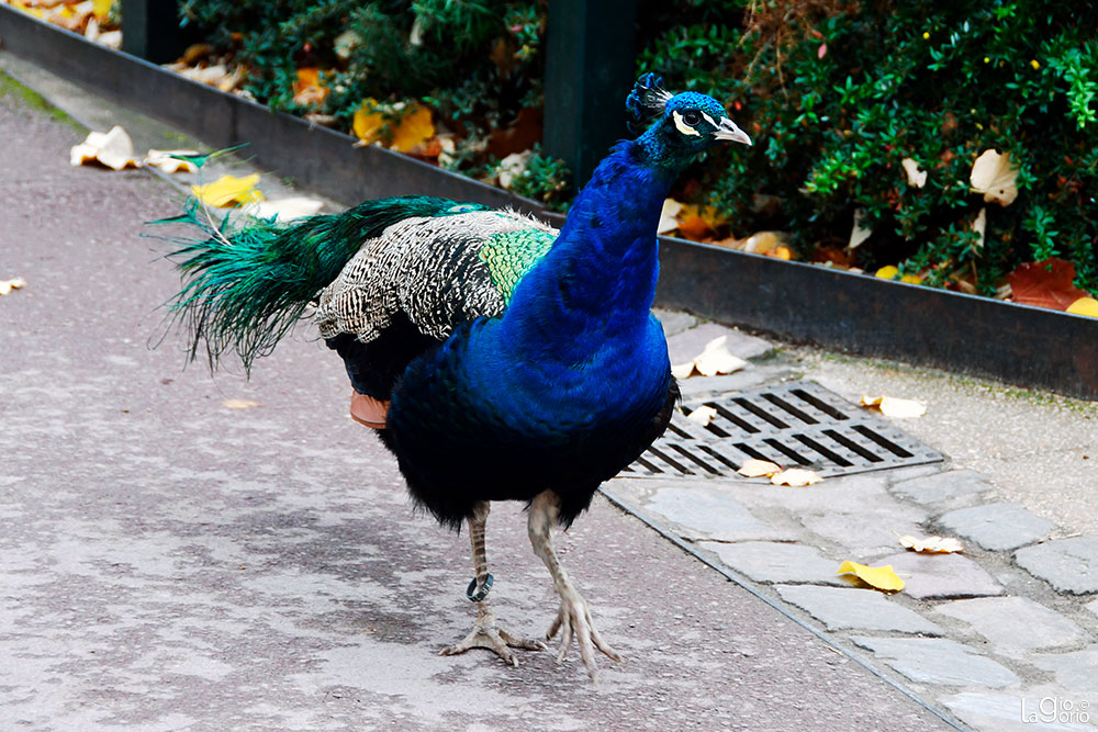 Pavo Cristatus · Paris