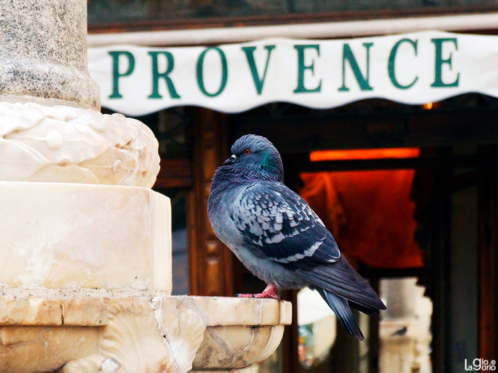 Piccione selvatico · Antibes