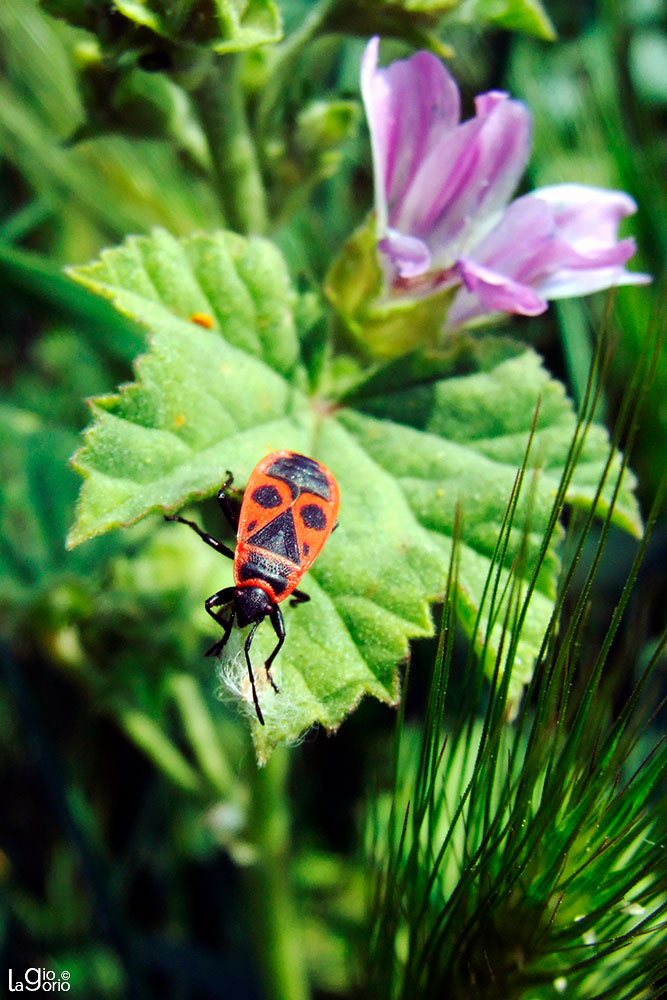 Pyrrhocoris apterus · Imperia Oneglia