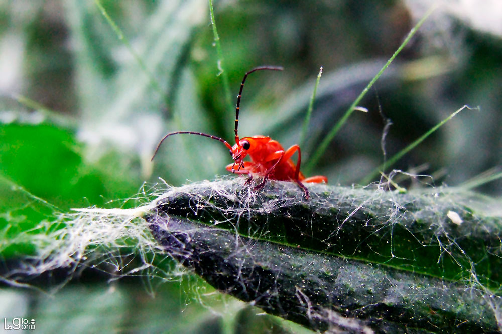 Rhagonycha fulva · Imperia Oneglia