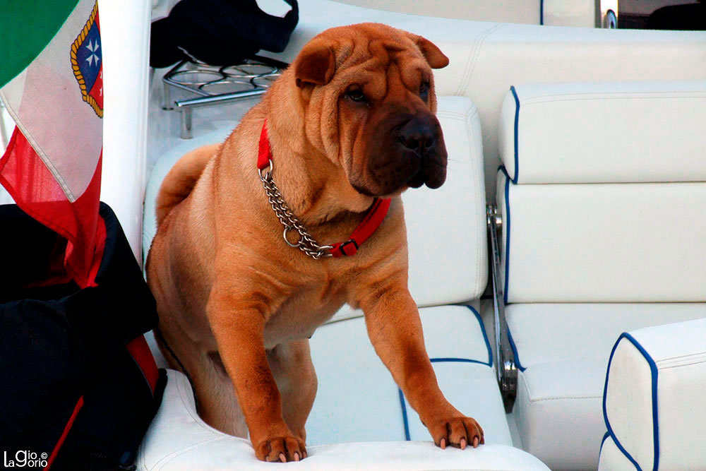 Shar Pei · Cap Ferrat