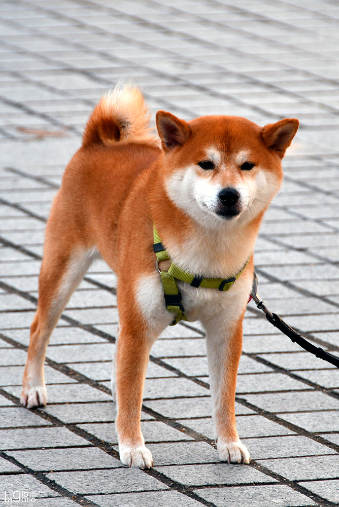 Shiba Inu · Paris