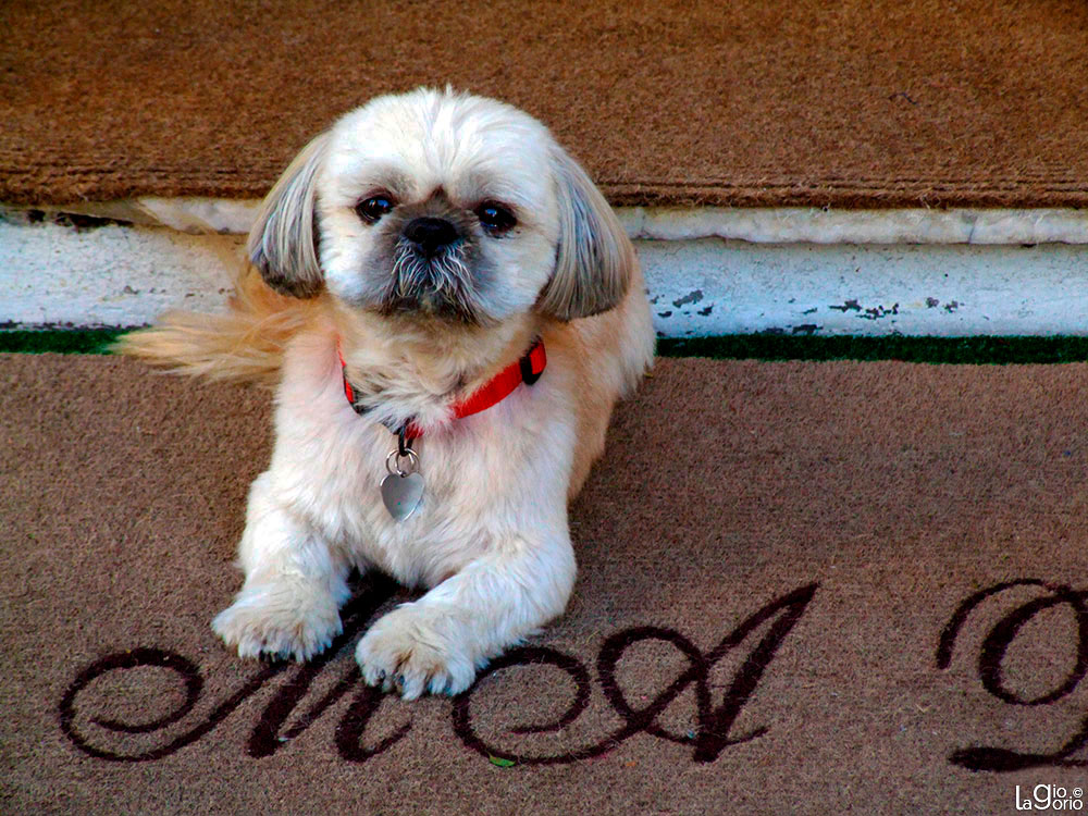 Shih Tzu · Vieux Nice