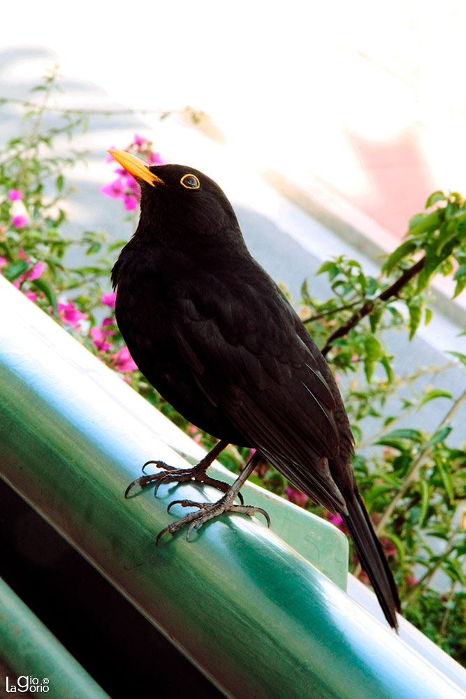 Turdus merula · Monaco