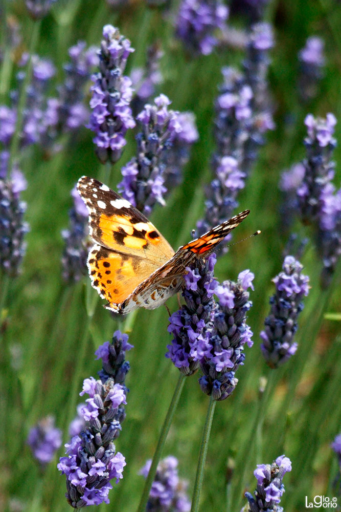 Vanessa cardui · Èze Village