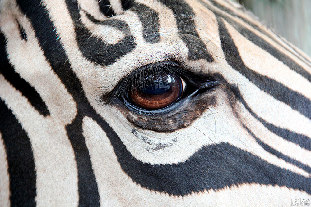 Zebra · Parco Safari delle Langhe · Murazzano