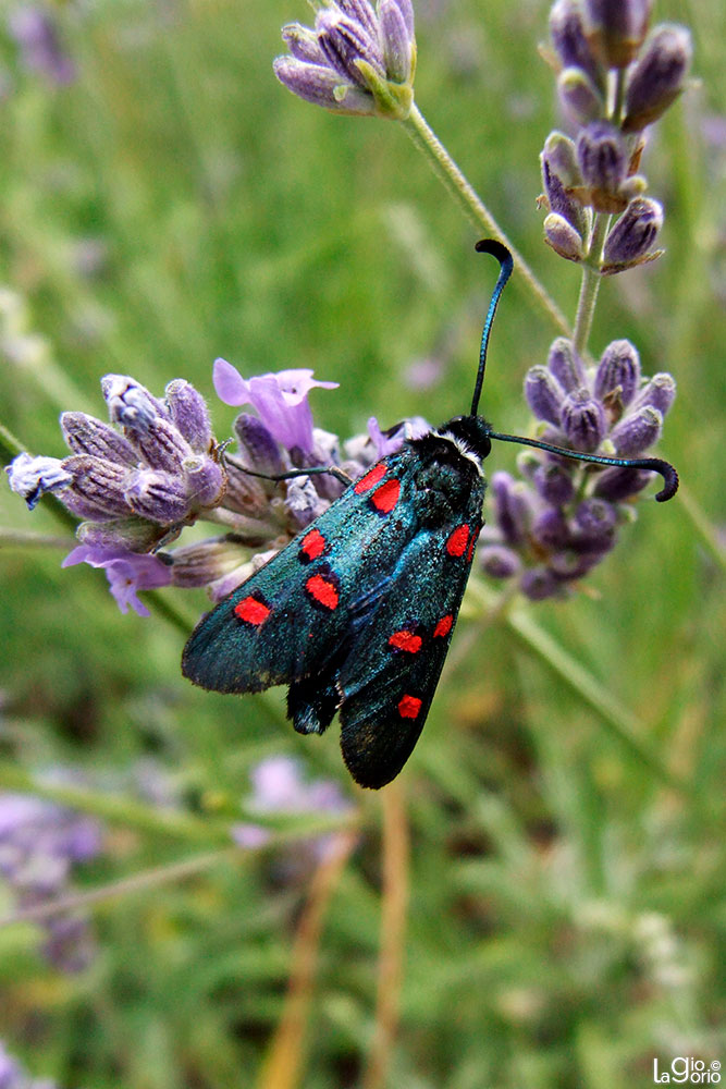 Zygaena lavandulae · Èze Village