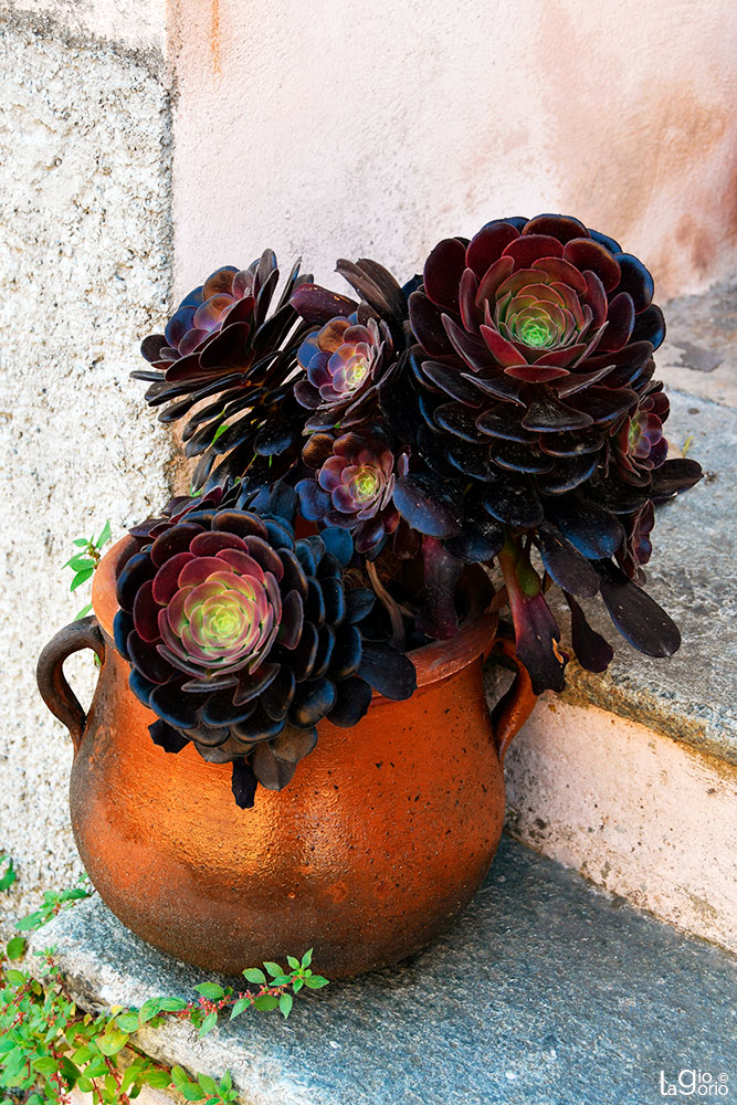 Aeonium Arboreum 'Zwartkop' · Imperia Porto Maurizio