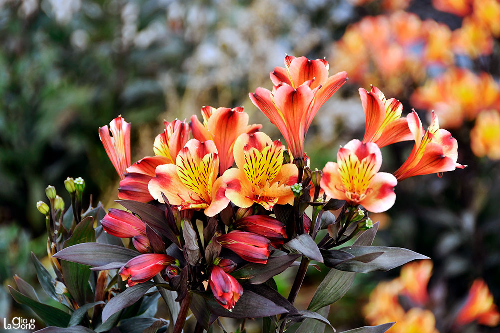 Alstroemeria 'Indian Summer' · Paris