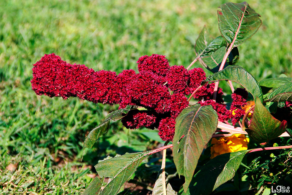 Amaranthus cruentus · Nice