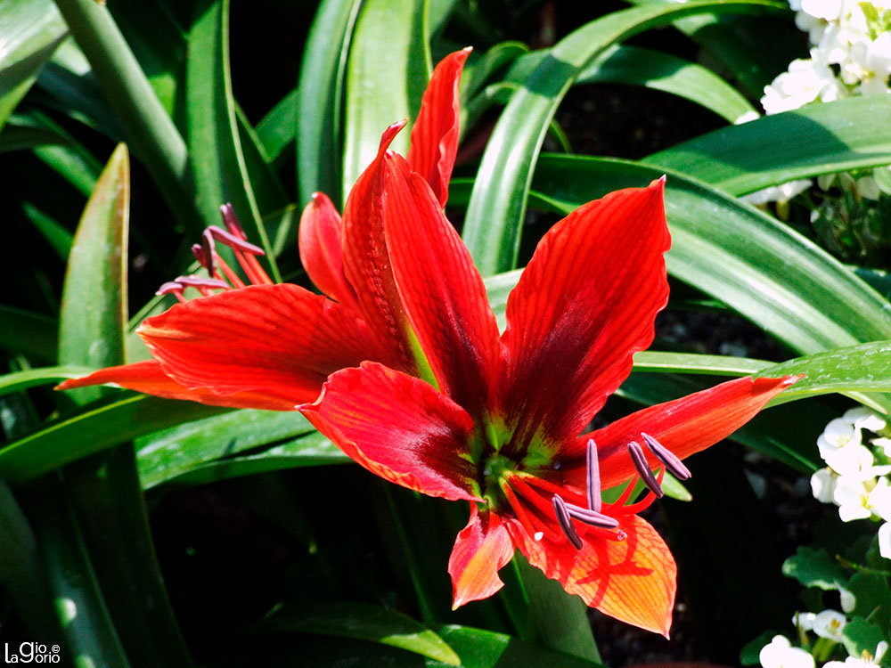 Amaryllis belladonna · Fior d'Albenga · Albenga