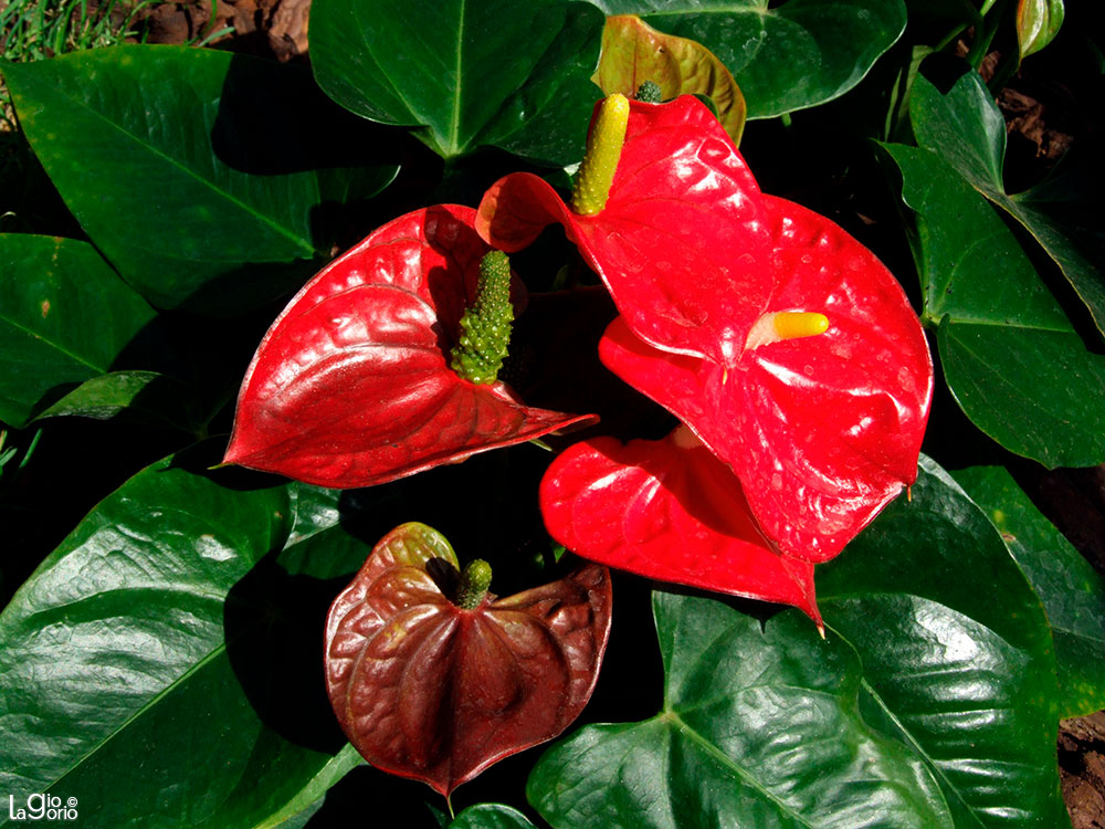 Anthurium andraeanum · Albenga