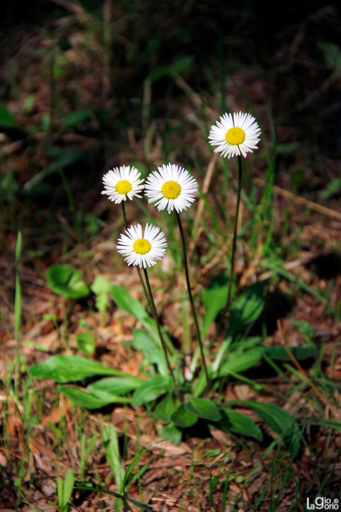 Bellis sylvestris · Roquebrune Cap Martin