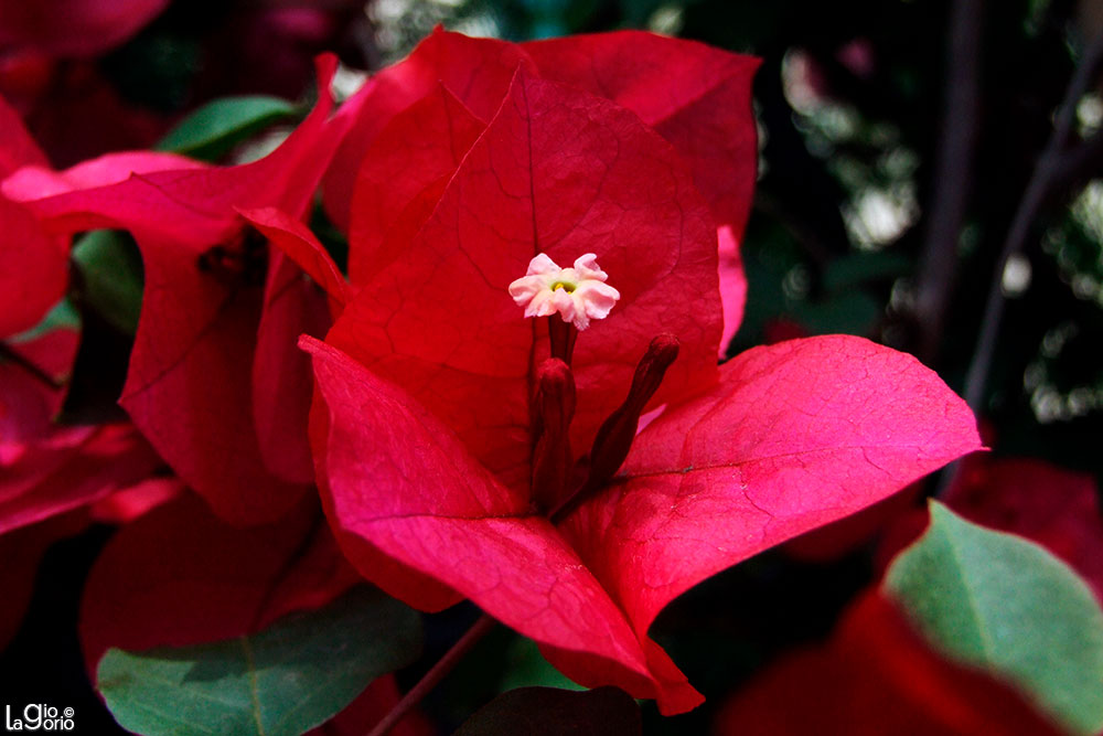 Bougainvillea spectabilis · Cimiez · Nice