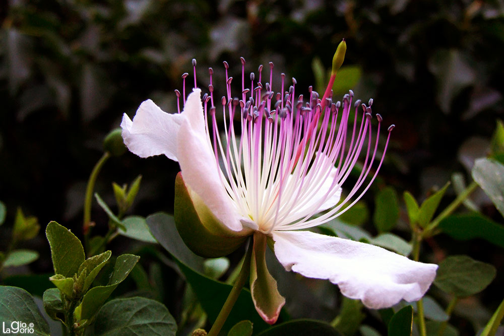 Capparis spinosa · Imperia Porto Maurizio