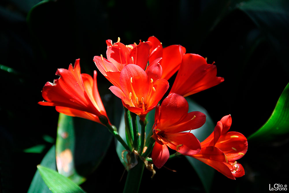 Clivia grandiflora · Monaco Monte Carlo