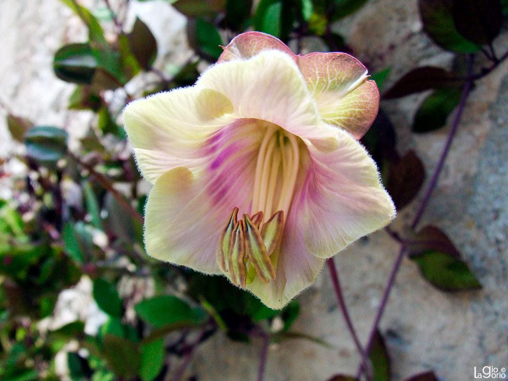 Cobaea scandens (1) · Cimiez · Nice