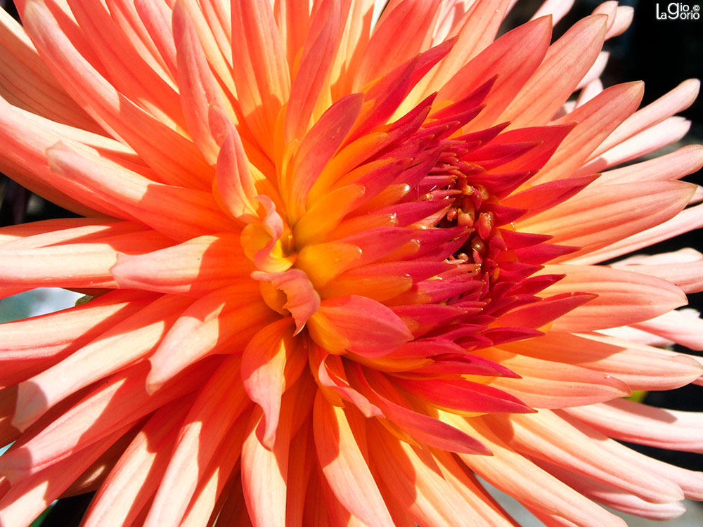 Dahlia 'Clara Houston' · Imperia Oneglia