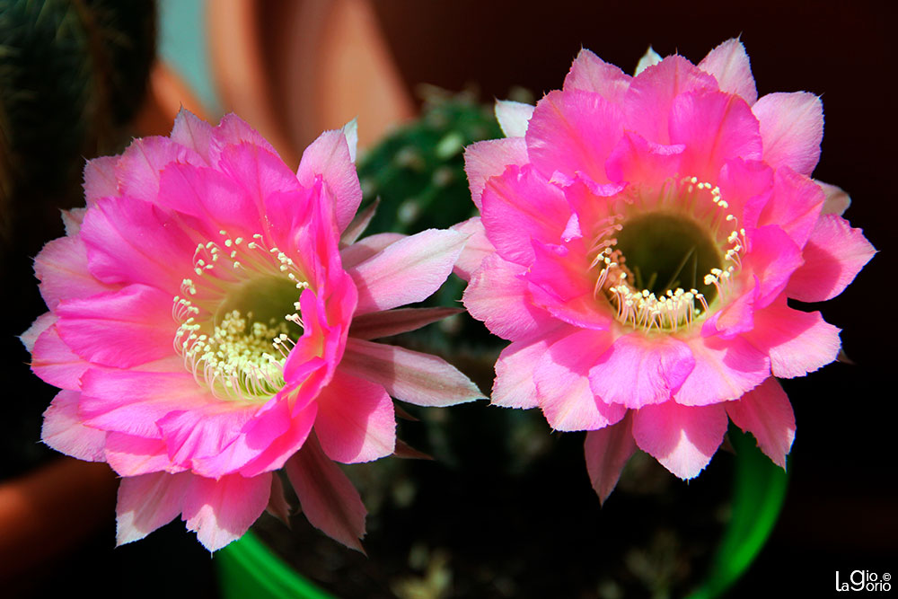 Echinopsis hybrid · Imperia Oneglia